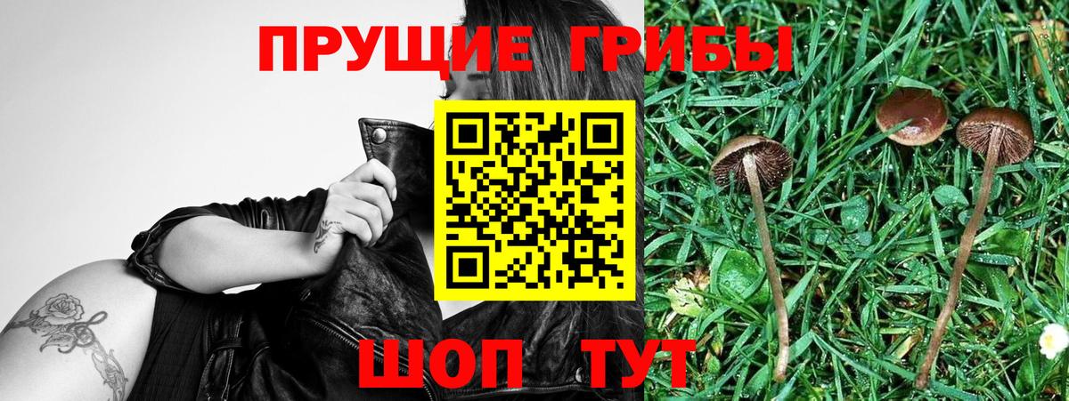 Рязань  Псилоцибиновые грибы Cubensis  Вход с VPN  Галлюциногенные грибы Magic Shrooms 